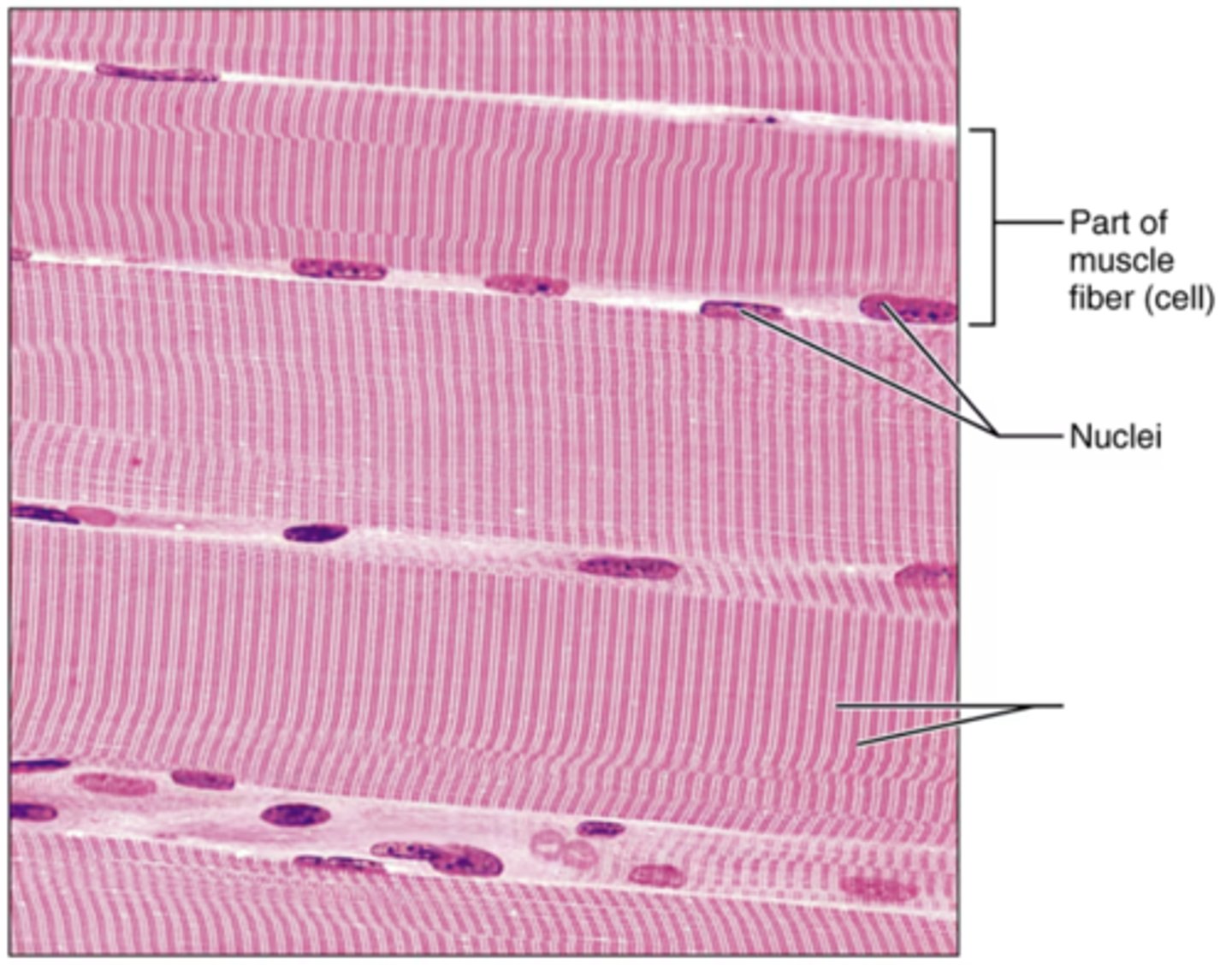 <p>Label the blank structure.</p>