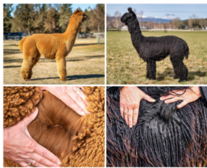 <p>Alpaca wool </p>
