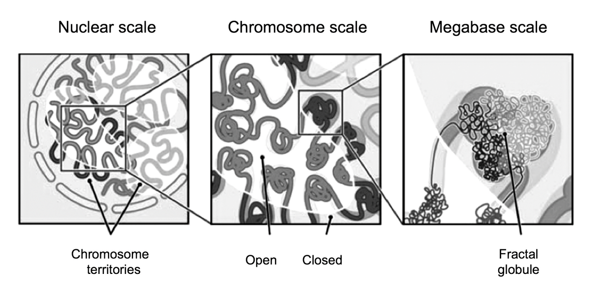 <ol><li><p>modelling interactions within chromosome territories&nbsp;</p><ul><li><p>at chromosomal resolution</p></li></ul></li></ol><ol start="2"><li><p>dynamic spatial segregation of chromatin fibres </p><ul><li><p>into open and closed domains at <strong>megabase </strong>resolution</p></li></ul></li></ol><p></p>