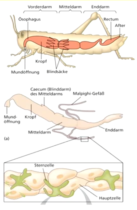 **Insekten** besitzen als Exkretionsorgane **Malpighi-Gefäße**, mit deren Hilfe stickstoffhaltige Abfallprodukte ausgeschieden werden und Funktion bei der **Osmoregulation** haben. 

Insekten scheiden fast trockene Abfallprodukte aus, eine wichtige Adaptation an terrestrische Lebensräume. 

**Malpighi-Gefäße** entspringen an der Grenze **zwischen Mittel- u. Enddarm.** Viele der blind geschlossenen Malpighi-Gefäße ragen in den Körperhohlraum und nehmen durch **aktive Transportprozesse Ionen auf**. 

**Malpighi-Gefäße** geben den **Primärharn** in den **Enddarm** weiter, wo Reabsorption von Ionen, organischen Substanzen und Wasser stattfindet; es wird Harnsäure gebildet.