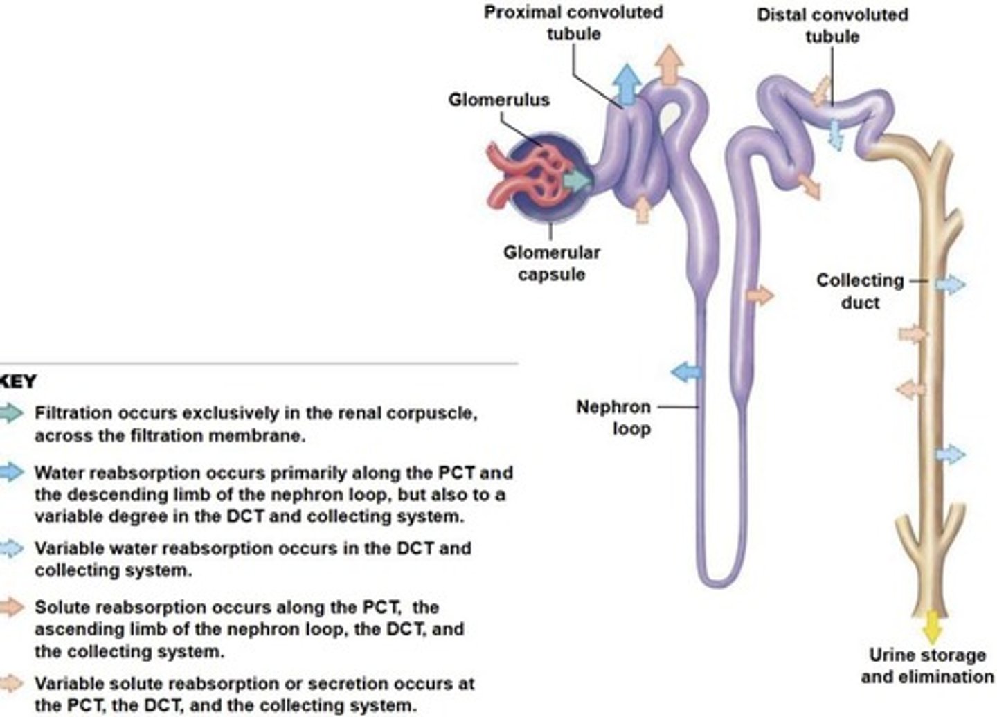 <p>Maintenance of blood osmolarity.</p>