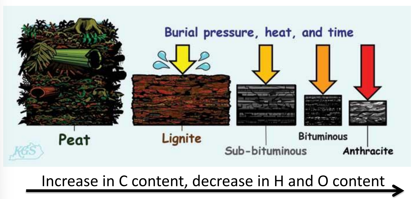 <p>~10% organic matter preserved during peat forming conditions, leaves behind large hydrocarbon molecules</p><p>increase in C = decrease in H and O</p>
