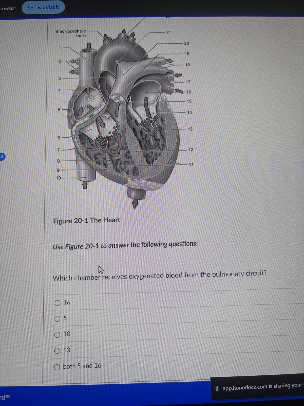 <p><span>Which chamber receives oxygenated blood from the pulmonary circuit?</span></p><p><span>16</span></p><p><span>5</span></p><p><span>10</span></p><p><span>13</span></p><p><span>both 5 and 16</span></p>