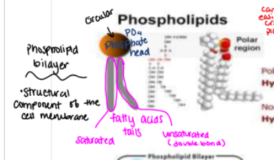 <p>A structural component of the cell membrane that consists of:</p><ul><li><p>a circular phosphate head —&gt; polar, hydrophillic</p></li><li><p>fatty acid tails (saturated and unsaturated) —&gt; hydrophobic</p></li></ul><p>Polar region is descirbed as <strong>HYDROPHILLIC</strong></p><p>Nonpolar region is described as <strong>HYDROPHOBIC</strong></p><p></p>