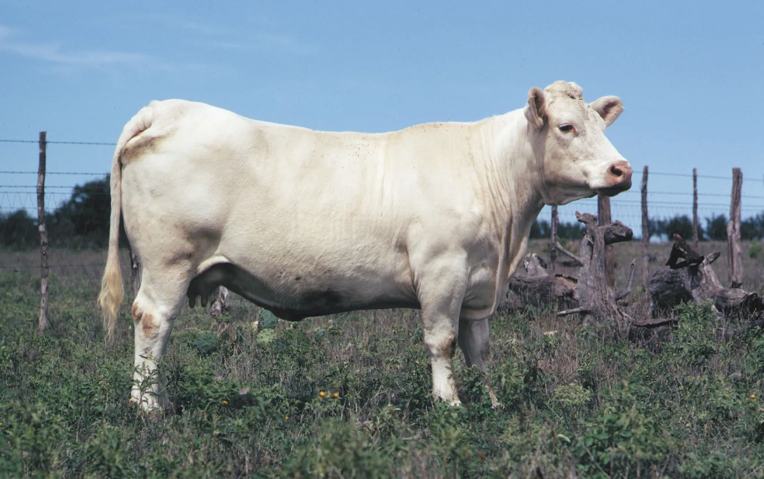 <p>charolais</p>
