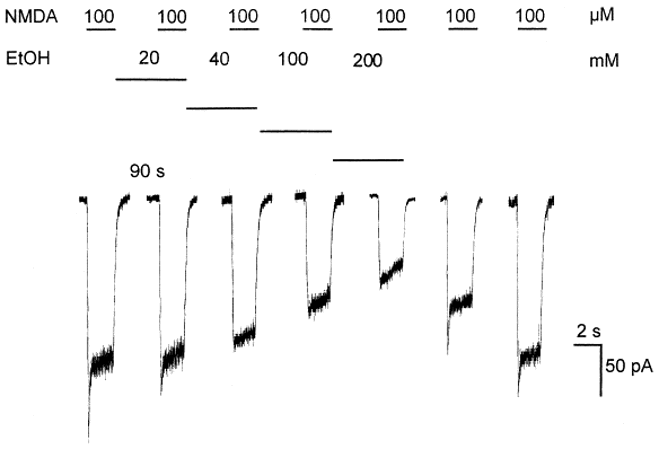 <p>→ ethanol inhibits NMDA mediated currents</p><ul><li><p>Ethanol dose dependently reversibly inhibits NMDA-induced inwards currents in cultured neurons (voltage clamp)</p></li><li><p>Other studies indicate ethanol is a non-competitive antagonist</p></li><li><p>Different glutamate receptor subunits have different ethanol sensitivity, which explains why areas of the brain are affected differently to alcohol</p></li></ul><p></p>