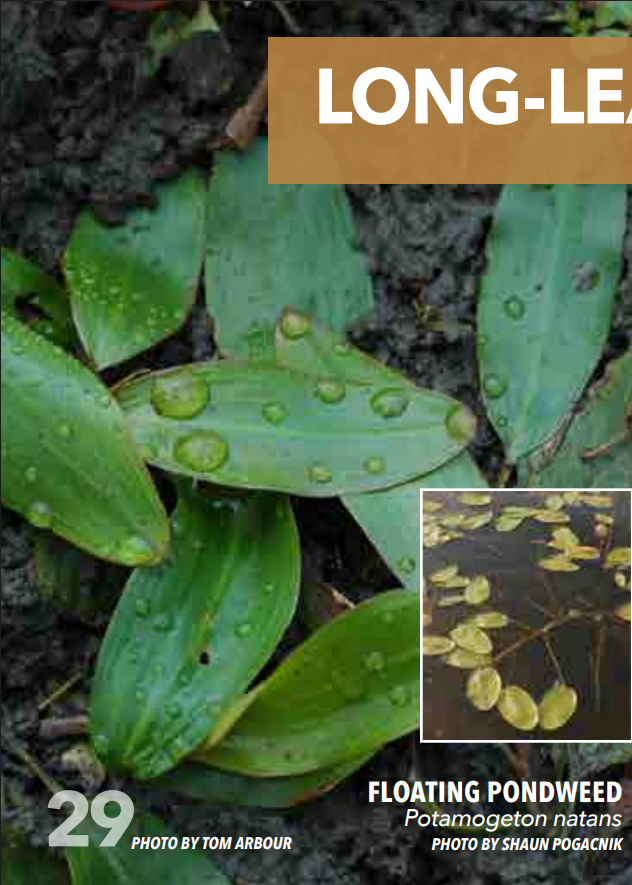<p>Pondweed; Potamogetonaceae</p>
