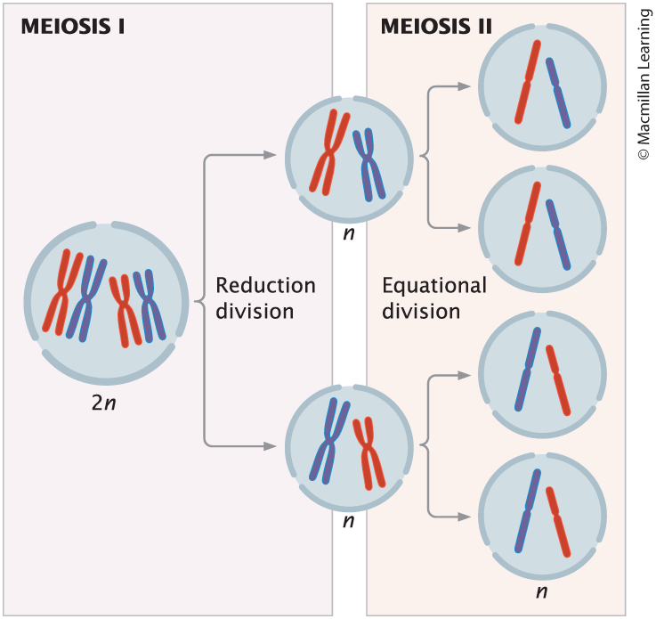 <p>Haploid gamete production; consists of meiosis I and meiosis II</p><p>Consequences: </p><ul><li><p><span style="line-height: 20.925px;"><span>Four haploid cells produced </span></span></p></li></ul><ul><li><p class="Paragraph SCXW53871681 BCX0" style="text-align: left;"><span style="line-height: 20.925px;"><span>Newly formed cells from meiosis are genetically different from one another and from the parental cell </span></span></p></li></ul><p></p>