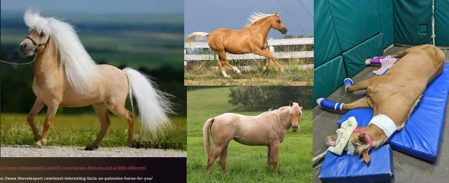 <ul><li><p>coat color</p></li><li><p>Gold yellow coat with white or light cream mane and tail.</p><p>~Color breed, and color</p></li></ul><p></p>