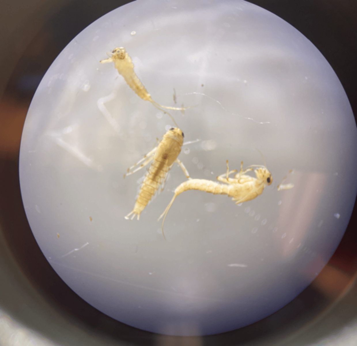 <p>Grazer/ Collector</p><p>-------------------</p><p>FEATURES:</p><p>- look for 3 caudal filaments (head, thorax, abdomen)</p><p>- abdominal furry filaments</p><p>- can make U-shaped sediment</p><p>- have a high oxygen content</p><p>- feeds on organic matter / decaying material</p><p>- found in slow moving waters</p><p>- as they grow they have wings</p>
