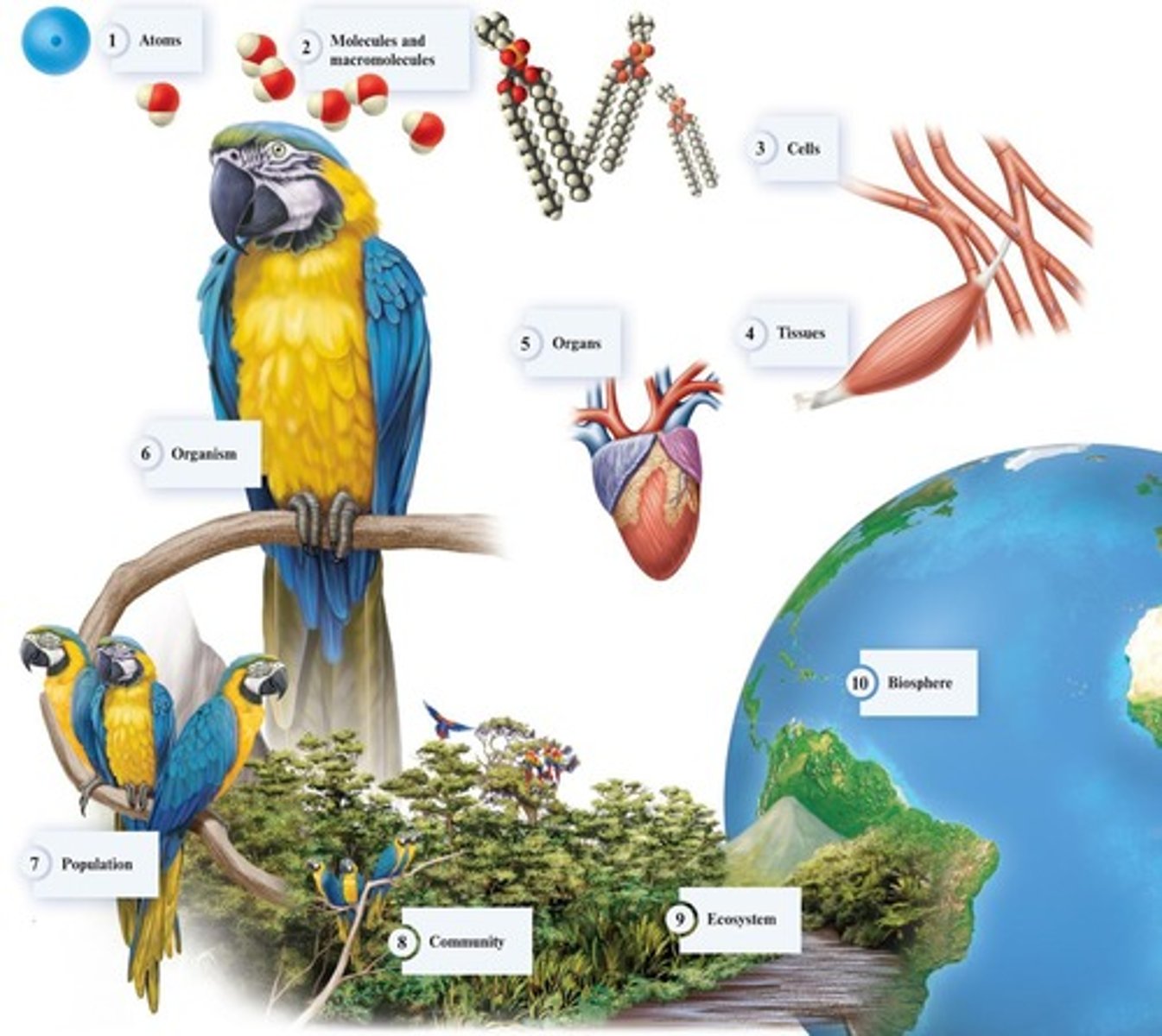 <p>It helps in understanding the relationships and hierarchies within biological systems.</p>