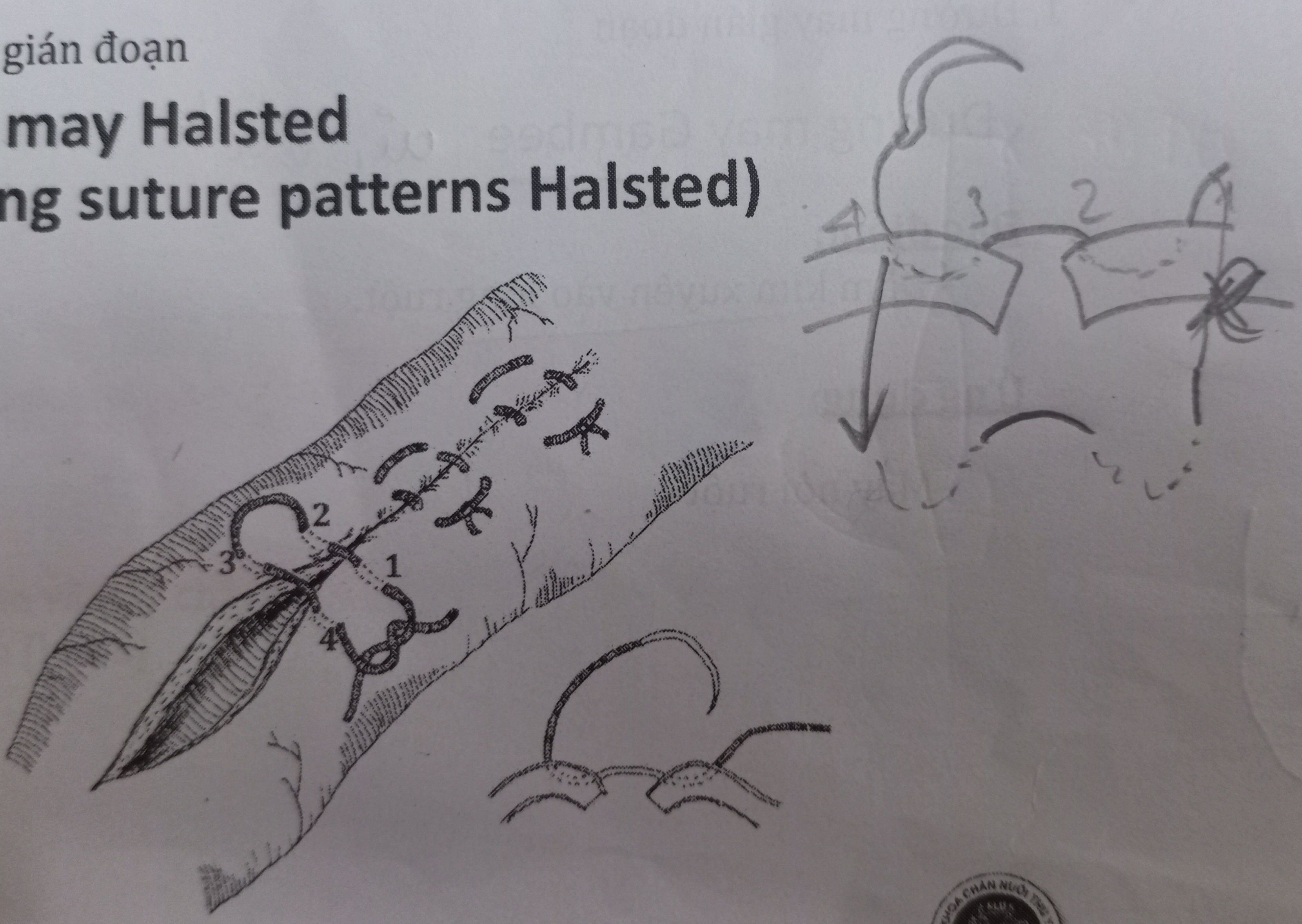 <p>May Halsted</p>