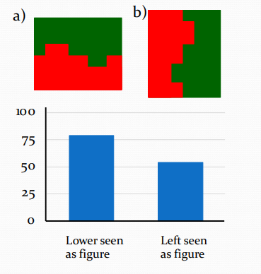 <ul><li><p>Most people perceive image (a) as a red object in front of a green background.</p></li><li><p>This is because lower areas are more likely to be seen as figures (i.e. are more likely to be perceived as objects)</p></li><li><p>However, there is no left-right bias.</p></li><li><p>Consequently, image (b) is ambiguous.</p></li><li><p>It is not clear which side is the figure and which side is the ground</p></li></ul><p></p>