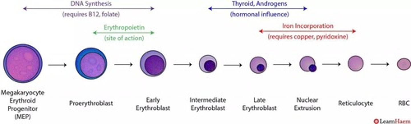 <p>Process of red blood cell development.</p>