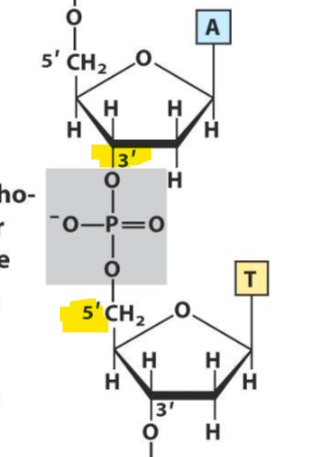 <p>Since DNA and RNA goes in the 5’—&gt;3’ direction, The phosphate is attached to the 5’ OH group on the ribose before and the 3’ OH group on the ribose after it</p>