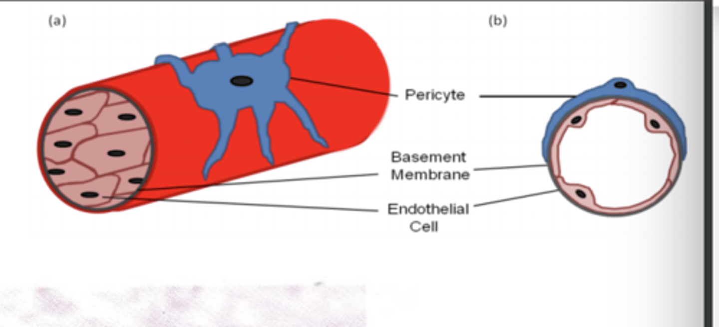 <p>They are gatekeepers of blood vessels and</p><p>secrete CXCL12 which causes tumour cell migration through CXCR4R.</p>