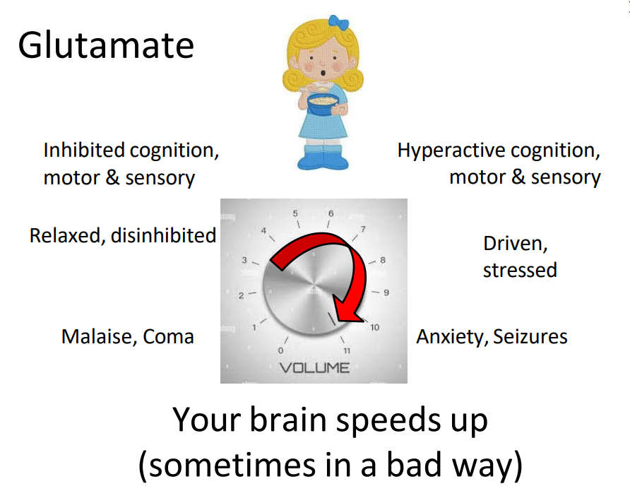 <p>- diagram shows that if we have too much glutamate, we get to a point where we are overdriven:</p><p>ASSOCIATED WITH (increasingly bad):</p><p>- hyperactive cognition, motor and sensory</p><p>- driven, stressed</p><p>- anxiety, seizure</p><p>.</p><p>- your brain speeds up (sometimes in a bad way)</p>