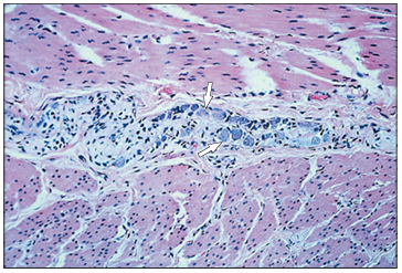 <p>Identify the structure:</p><p>Specie:</p><p>Stain used:</p>
