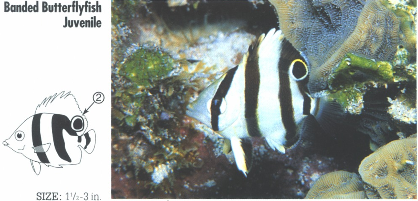 <p><span>JUVENILE: 2. Black spot ringed in white on rear dorsal fin (easily distinguished from similar juveniles by lack of any yellowish fins).</span></p>