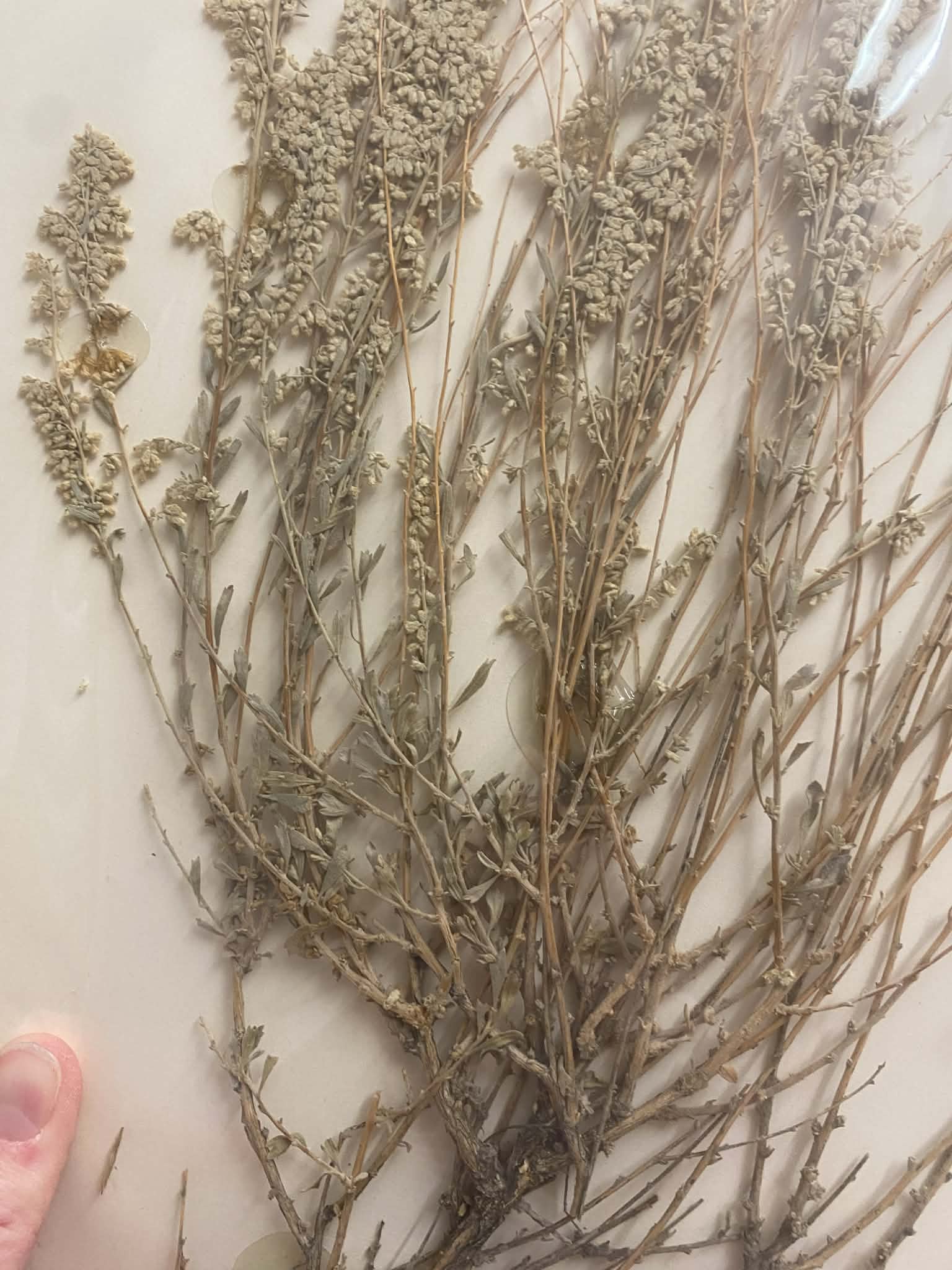 <p>Anthemideae, P, N, Artemisia tridentata, Big sagebrush</p>