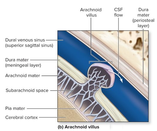 <p>-flows into arachnoid villi, drains into <u>dural venous sinuses</u></p><p>-arachnoid granulation = collection of arachnoid villi</p><p>→ if it is not drained properly, can cause edema of brain (meningitis)</p>