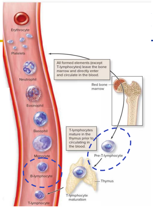 <p>Primary: Red Marrow</p>