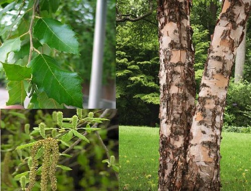 Birch family, Betulaceae

Common name: River birch

Native to most of the Eastern U.S.

Habitat: Mesic-> Hydric (mostly hydric), growing in/near rivers, streams, bottomlands

Deciduous, medium sized tree. Can grow up to 35 meters tall. Rarely straight, often found leaning over water.

Bark: reddish, brown to salmon pink papery, peely bark with horizontal lenticels.

Leaf: simple, alternate, rhomboid to triangular ovate, up to 3in long.

Leaf apex: obtuse to acute

Leaf base: truncate, sometimes angled

Leaf margin: doubly serrate

Venation: angled & ascending parallel

Leaf color: upper side is bright green and glabrous. Under side is pale green and sometimes pubescent

Petioles somewhat flat and densely pubescent

Stipules are hairy and deciduous

Twigs are slightly zig-zaging w psuedo-terminal buds. 

Two-ranked

Flowers: Male-catkins. Female-strobile (cone-like).

Monoecious!

Fruit: two-winged nutlets

Wildlife: small mammals and birds use

Commercial: furniture, cabinets, ornamental

Tolerance: No shade tolerance, no salt tolerance, no fire tolerance, low drought tolerance, medium flood tolerance.
