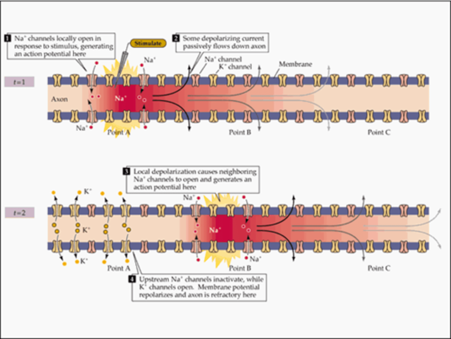 <p>- Voltage – gated K+ channels open</p><p>- K+ diffuses out of cell</p><p>- Voltage returns to normal (-70mv, RMP)</p><p>- But ions (Na+ and K+ have not returned to normal yet)</p>