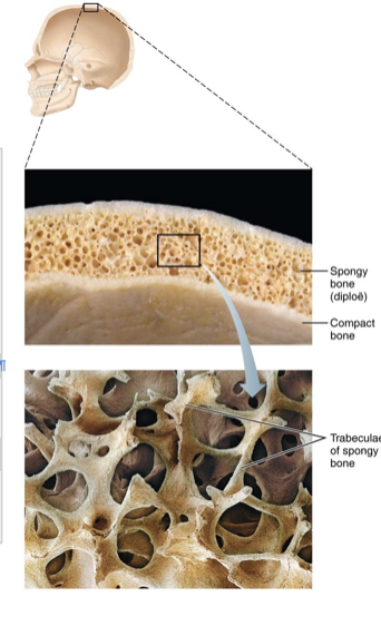 <p>Consist of thin plates of spongy bone covered by compact bone</p><ul><li><p>Compact bone sandwiched between connective tissue membranes</p><ul><li><p><strong>Periosteum</strong> covers outside of compact bone, and <strong>endosteum</strong> covers inside portion of compact bone</p></li></ul></li><li><p>Bone marrow is scattered throughout spongy bone; no defined marrow cavity</p></li><li><p>Hyaline cartilage covers area of bone that is part of a movable joint</p></li></ul><p></p>