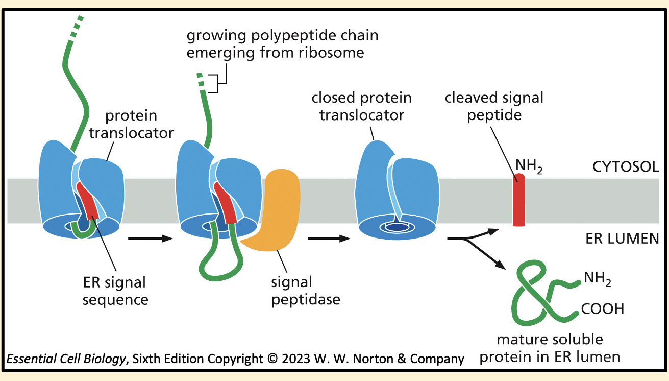 <ol><li><p>Protein translocator binds the signal sequence during translation and threads the polypeptide across the lipid bilayer as a loop</p></li></ol><ol start="2"><li><p>The signal peptide is removed from the growing polypeptide by signal peptidase and left in the membrane to be degraded</p></li><li><p>As the polypeptide crosses the membrane the molecular chaperone BiP binds ready to help fold the protein within the ER</p></li><li><p>Once protein synthesis is complete, the polypeptide is released as a soluble protein in the ER lumen and the protein translocator closes</p><p></p></li></ol><p></p>