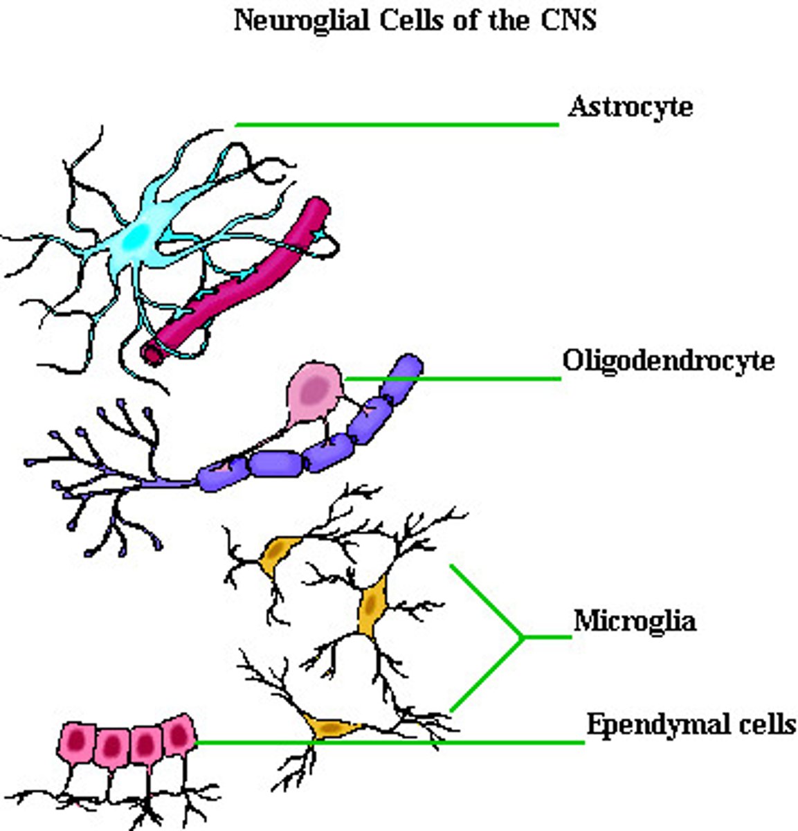 <p>- Astrocytes</p><p>- Oligodendrocytes</p><p>- Ependymal cells</p><p>- Microglia</p>