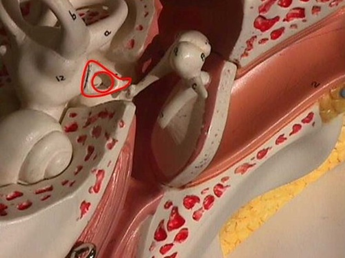 <p>stirrup shaped bone articulating with the oval window</p>