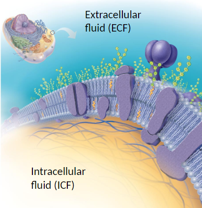 <ul><li><p>Describes the general structure of the plasma membranes</p></li><li><p>Fluid portion: plasma membranes</p><ul><li><p>So thin almost fluid in nature</p></li><li><p>Ver flexible</p></li></ul></li><li><p>Mosaic portion: Proteins and other molecule randomly dispersed in it</p><ul><li><p>They are more or less randomly arranged</p></li><li><p>Some mobile, others anchored</p></li></ul></li></ul><p></p>