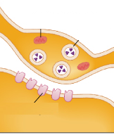 <p>c. elegans synapse type</p>