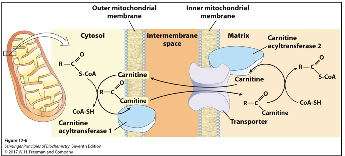 <ul><li><p><span>Beta oxidation of fatty acids occurs in mitochondria</span></p></li><li><p class="MsoListParagraphCxSpMiddle"><span>Fatty acids may be transported as free fatty acids or more commonly, by lipoproteins (chylomicrons)</span></p></li><li><p class="MsoListParagraphCxSpMiddle"><span>Small (&lt; 12 carbon) fatty acids diffuse freely across mitochondrial membranes</span></p></li><li><p class="MsoListParagraphCxSpLast"><span>Larger fatty acids (most free fatty acids) are transported via <strong>acyl-carnitine/carnitine transporter</strong></span></p></li><li><p class="MsoListParagraphCxSpLast"><span><strong>RATE LIMITING STEP OF FATTY ACID OXIDATION</strong></span></p><ul><li><p class="MsoListParagraphCxSpMiddle"><span>After fatty acyl-carnitine is formed at the outer membrane or in intermembrane space, it moves into mitochondrial matrix by facilitated diffusion through the transporter in the inner membrane</span></p></li><li><p class="MsoListParagraphCxSpMiddle"><span>In matrix, acyl group is transferred to mitochondrial coenzyme A (CoA-SH), freeing carnitine to return to intermembrane space via same transporter</span></p></li><li><p class="MsoListParagraphCxSpMiddle"><span><strong>Carnitine acyltransferase I (CAT I):</strong> outer mitochondrial membrane</span></p></li><li><p class="MsoListParagraphCxSpMiddle"><span><strong>Carnitine acyltransferase II (CAT II):</strong> inner mitochondrial membrane</span></p></li><li><p class="MsoListParagraphCxSpLast"><span><strong>Transporter:</strong> inner membrane</span></p></li></ul></li></ul><p></p>