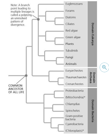 <p>From which taxon did mitochondria evolve?</p>
