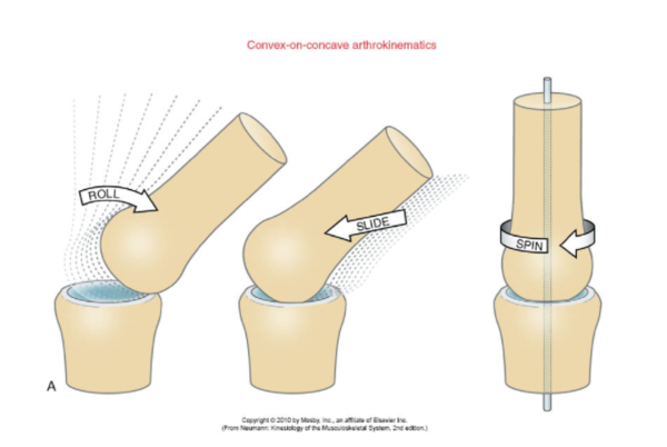<p><strong>Arthrokinematics motions are movements between the joint surfaces.</strong></p><ul><li><p>Roll - occurs when one surface rolls over another, like a tire rolling on the ground (ex: shoulder or hip - ball & socket joint)</p></li><li><p>Spin - when one surface rotates on a fixed axis, like a doorknob turning (ex: radial spinning - pronation/supination)</p></li><li><p>Glide (or translation) - when one surface slides over another, like a drawer sliding open (carpals of wrist (deviation, or waving motion, tarsals of foot)</p></li></ul><p></p>