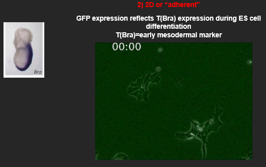 <p>The 2D approach involves a more controlled, step-wise differentiation protocol. <br></p><ol><li><p>A defined number of cells are plated as a monolayer on a specific substrate/extracellular matrix.</p></li><li><p>Self-renewal signals are removed <span><strong>(e.g. BMP/LIF for mouse ES cells or FGF2, TGFb for human ES cells)</strong></span>.</p></li><li><p>A defined medium containing a precise cocktail of signaling molecules (e.g., specific concentrations of FGF, WNT, BMP) is added to direct the cells towards a specific lineage.</p></li></ol><p><strong>Example:</strong> Using this method, one can track the expression of early mesodermal markers like T(Brachyury) using a GFP reporter, allowing for real-time visualization of differentiation. <br></p><ul><li><p><strong>Advantage:</strong> It is a more tractable and defined system, which makes it easier to test the role of specific signals and is well-suited for high-throughput screening and live-cell imaging.</p></li><li><p><strong>Disadvantage:</strong> It lacks the complex 3D cell-cell interactions and architectural cues that occur *in vivo*, which may limit the maturation or function of the resulting cells.</p></li></ul><p></p>