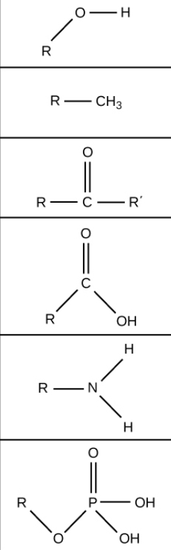 <p>Hydroxyl</p>