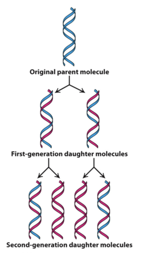 <p>Replikation eller replikering är den process som dubblerar DNA-molekylen vid celldelningen så att en kopia av molekylen kan hamna i varje dottercell. På så sätt förs den genetiska informationen vidare från cellgeneration till cellgeneration.</p>