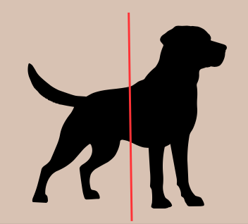 <p>dividing into cranial and caudal  parts</p>