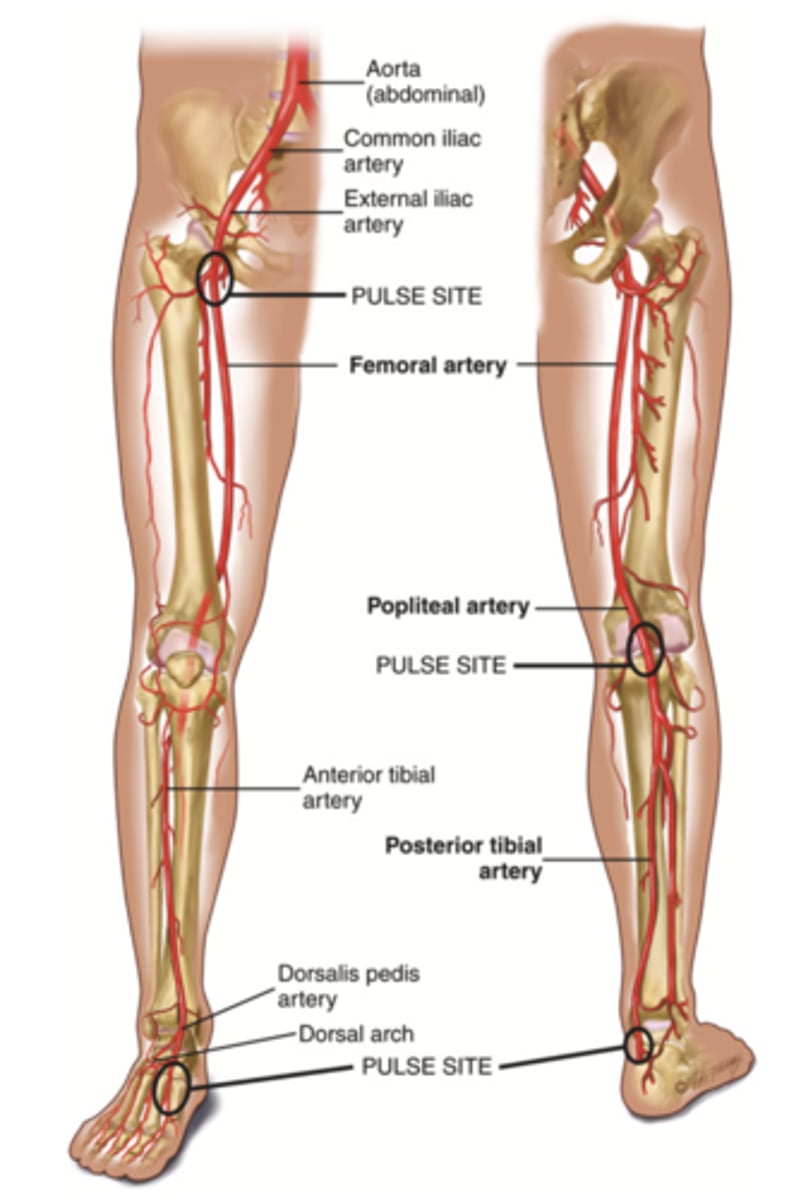 <p>- Femoral</p><p>- Popliteal</p><p>- Dorsalis pedis</p><p>- Posterior tibial</p>