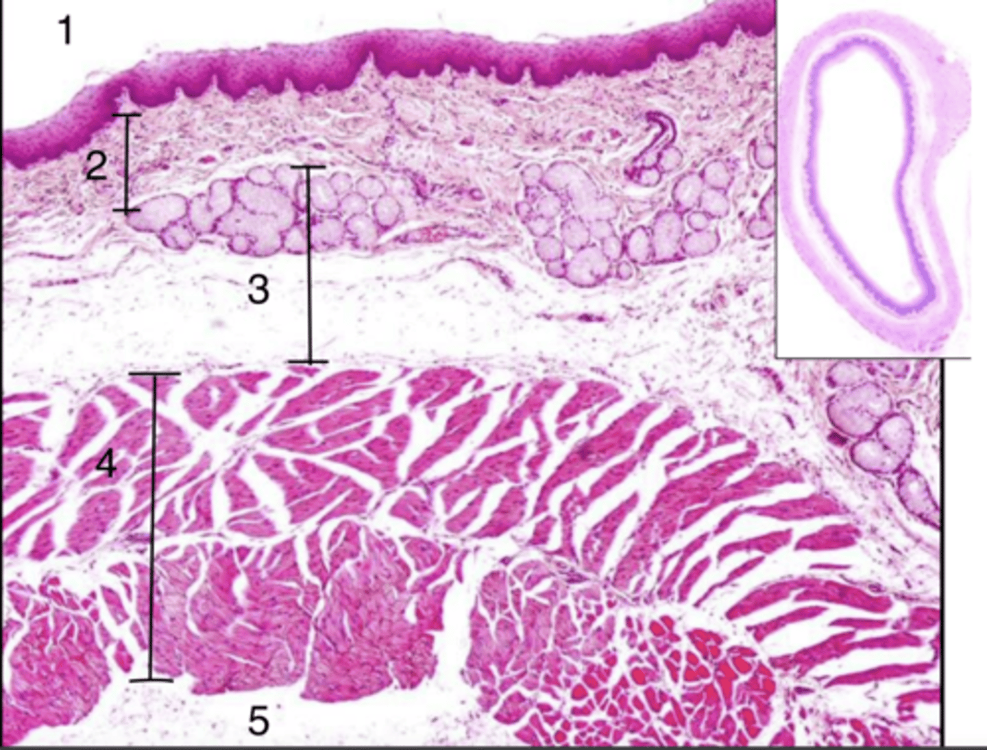 <p>where is the muscularis layer?</p>