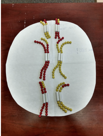 <p>What phase of meiosis is this image?</p>