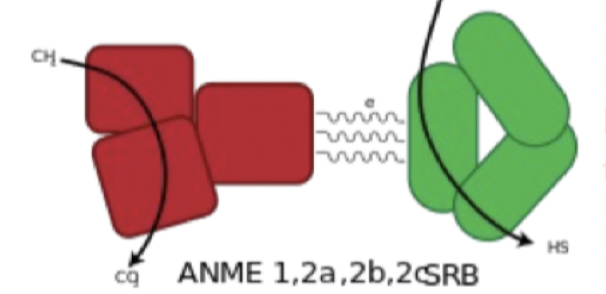 Anaerobic methane-consuming archaea (ANME)