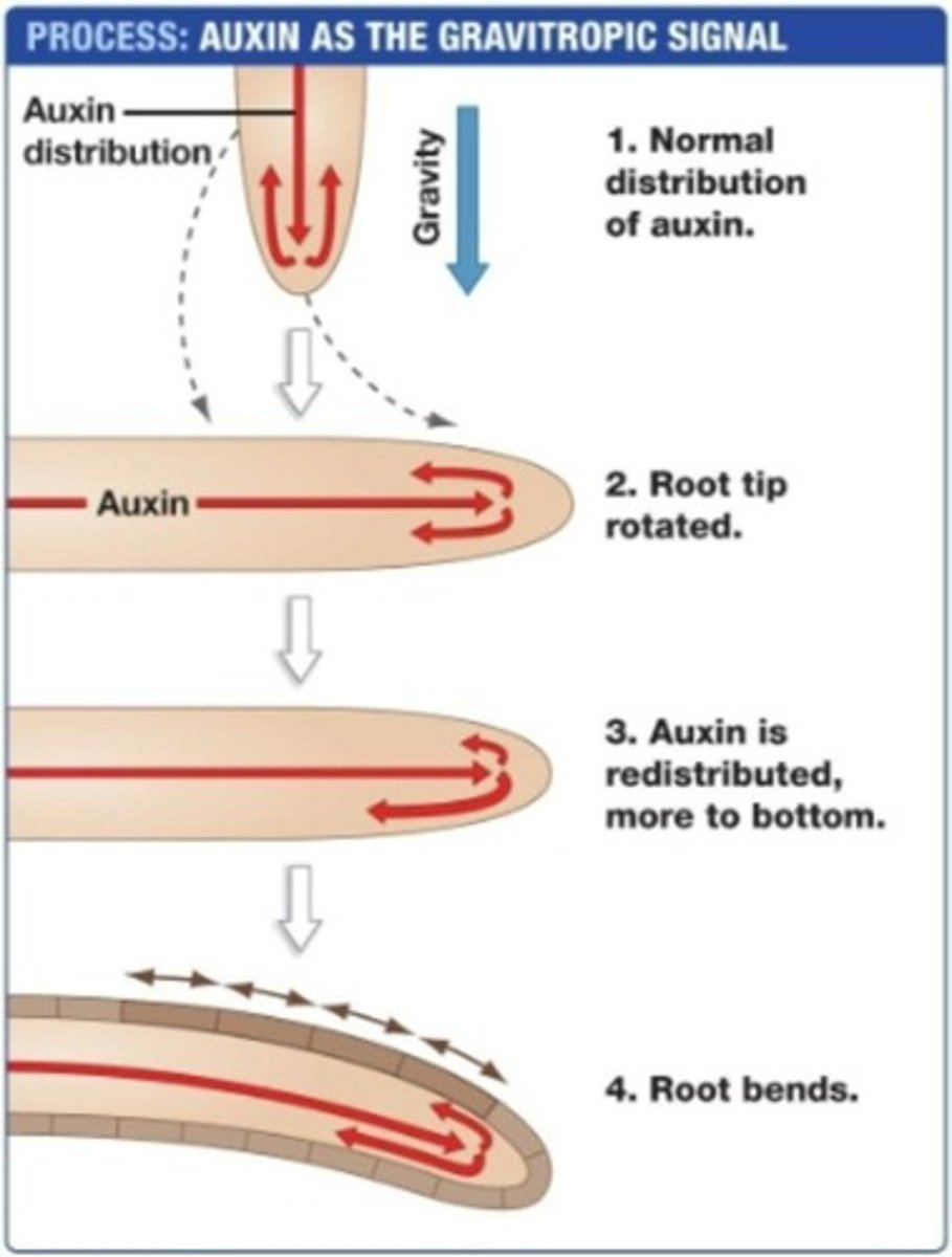 <p>A plant behavior that involves growth in response to gravity.</p>