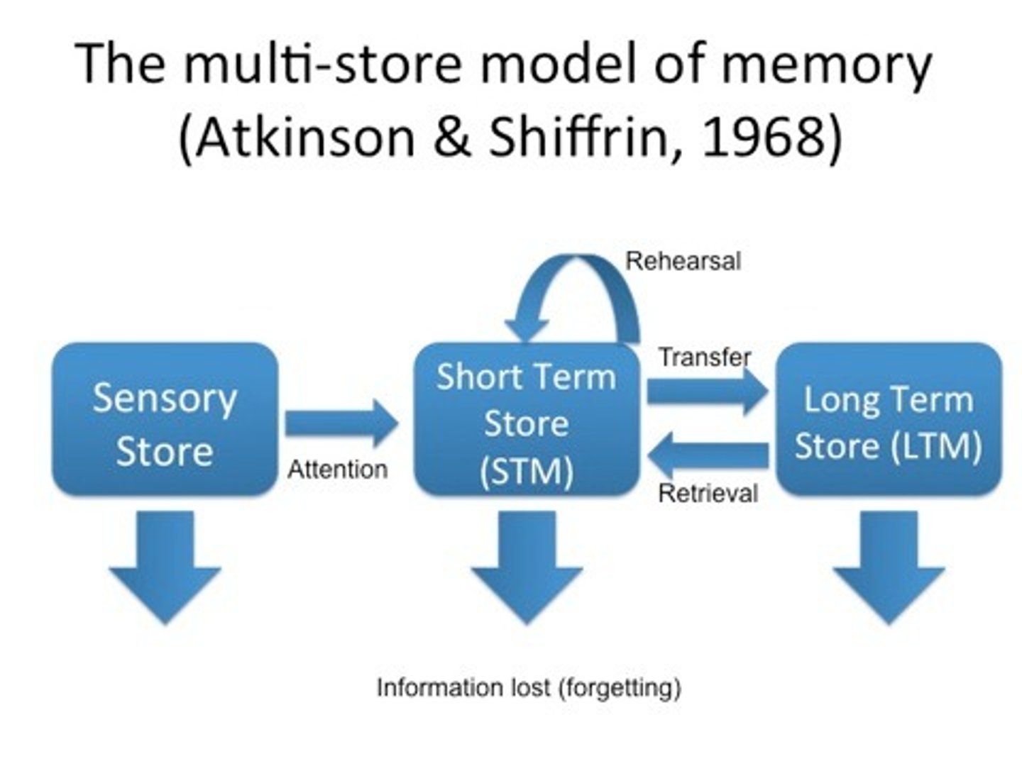 <p>-sensory register<br>-short term memory<br>-long term memory</p>