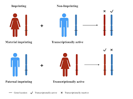 <p>What is an <strong>imprinted gene</strong>?</p>