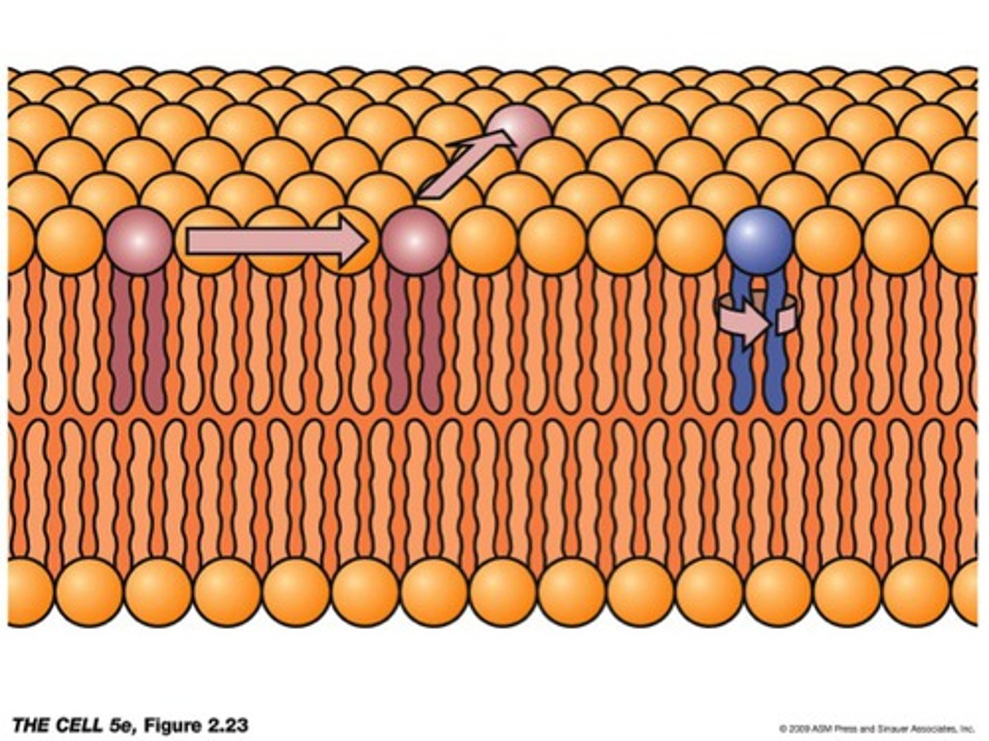 <p>hydrophilic end and hydrophobic end</p>