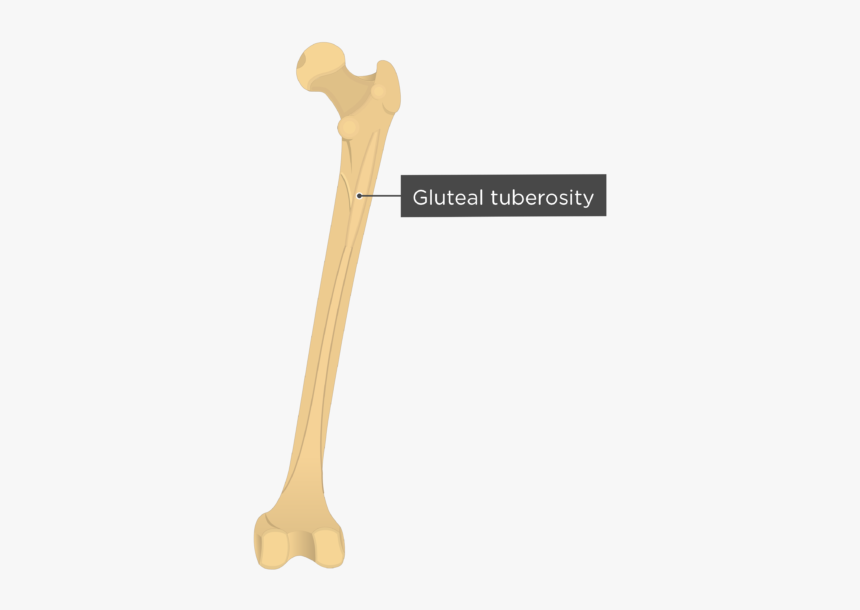 <p>v on proximal posterior femur</p>